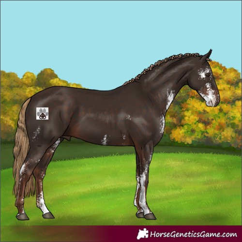 Horse Color:Liver Chestnut Sabino
