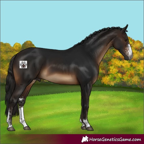 Horse Color:Gray Bay Sabino