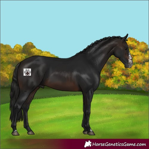 Horse Color:Gray Bay Sabino 