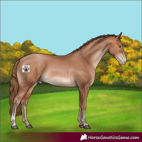Horse Color:Bay Pearl Sabino