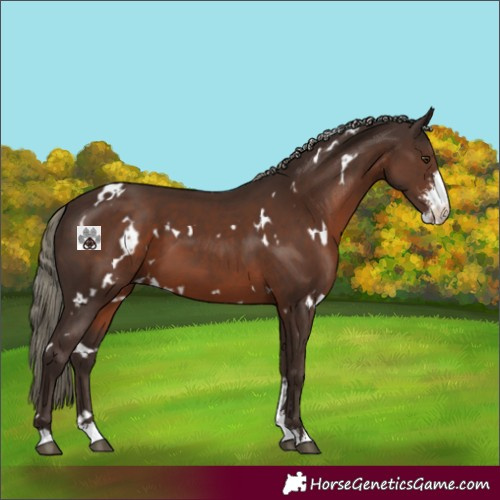 Horse Color:White Spotted Liver Chestnut Mushroom Sabino 