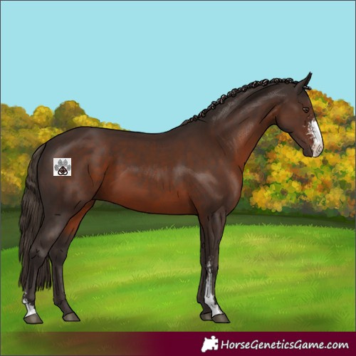 Horse Color:Liver Chestnut Sabino