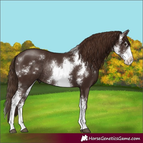 Horse Color:Liver Chestnut Sabino Rabicano