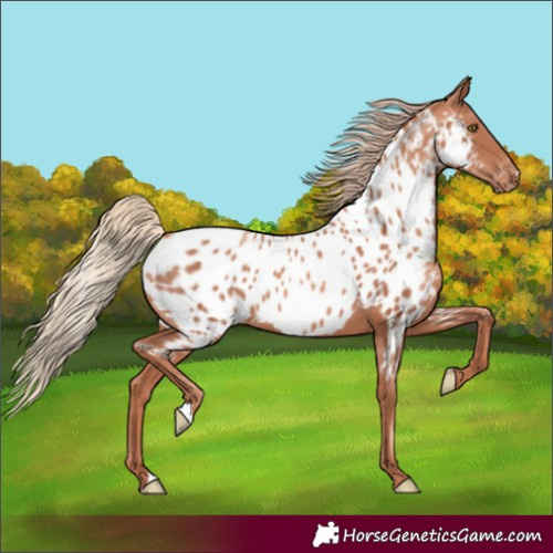 Horse Color:Gold Champagne Near Leopard