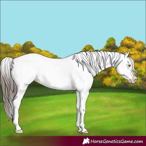 Horse Color:Sable Champagne Sabino Appaloosa Rabicano