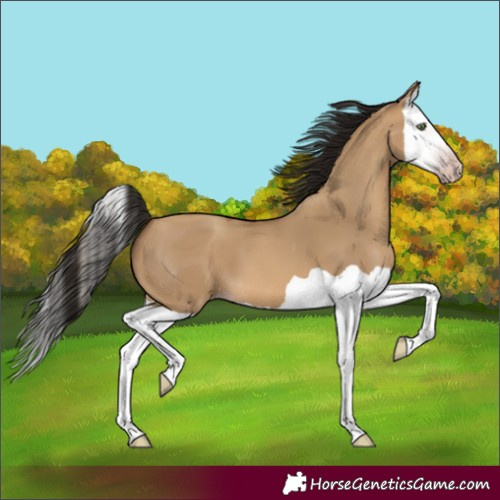 Horse Color:Gray Amber Champagne Dun Splash