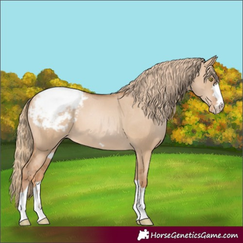 Horse Color:Red Dun Pearl Appaloosa