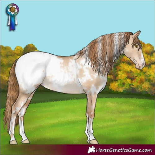 Horse Color:White Spotted Red Dun Pearl Appaloosa