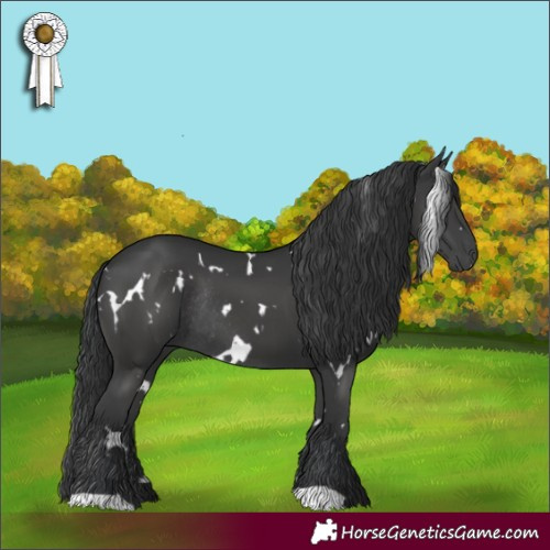 Horse Color:White Spotted Black Rabicano
