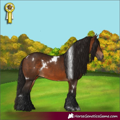 Horse Color:Gray White Spotted Bay
