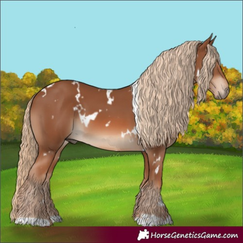 Horse Color:White Spotted Chestnut