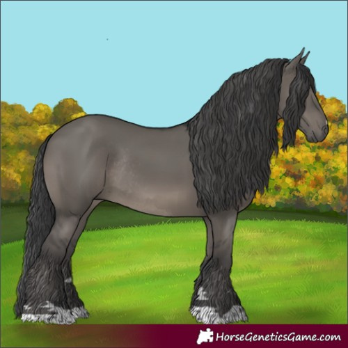 Horse Color:Grullo Rabicano