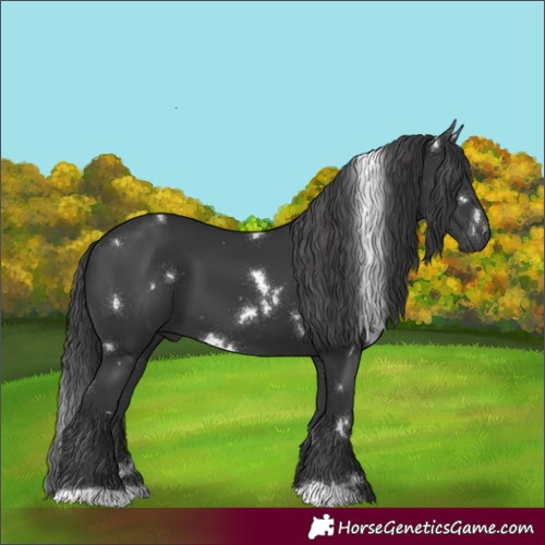 Horse Color:White Spotted Black