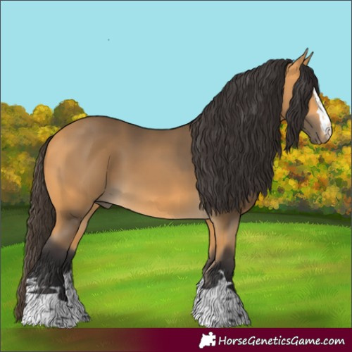 Horse Color:Buckskin 
