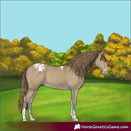 Horse Color:Classic Cream Champagne Tobiano Appaloosa