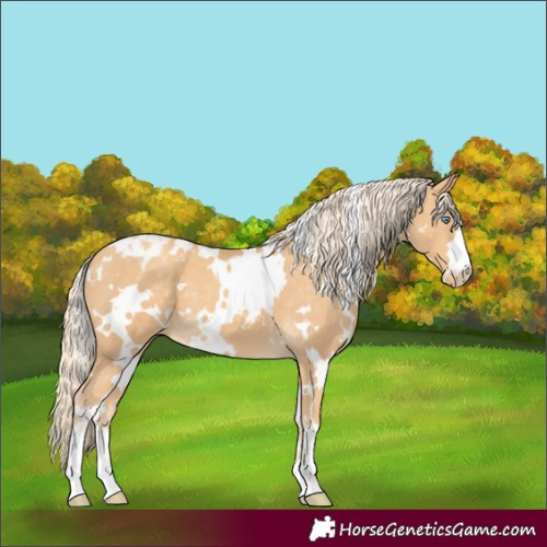 Horse Color:White Spotted Gold Cream Champagne Appaloosa 