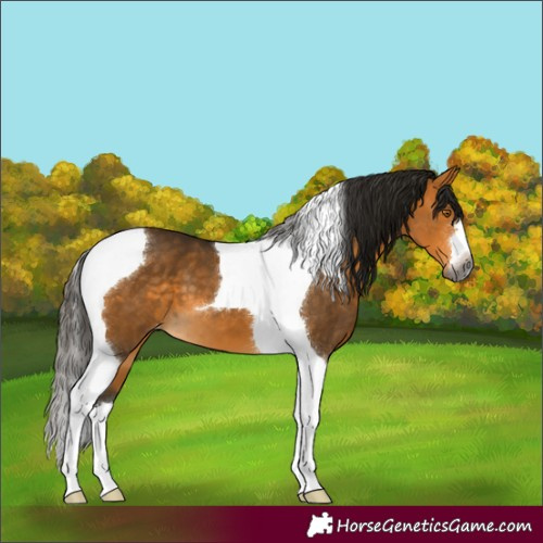 Horse Color:Gray Buckskin Tobiano Appaloosa 