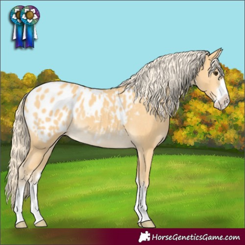 Horse Color:Palomino Appaloosa