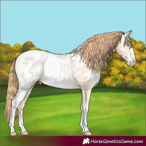 Horse Color:Buckskin Pearl Sabino Appaloosa Rabicano