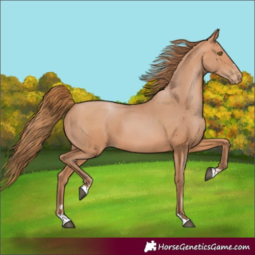 Horse Color:Bay Pearl 