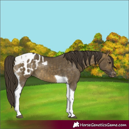 Horse Color:Buckskin Dun Tobiano Appaloosa