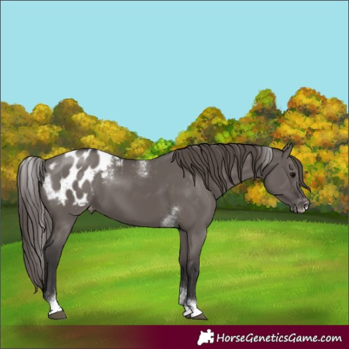 Horse Color:Powder White Smoky Grullo Tobiano Frame Appaloosa