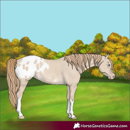 Horse Color:Smoky Creme Dun Tobiano Appaloosa Rabicano 