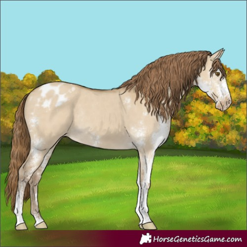 Horse Color:Classic Cream Champagne Dun Sabino Appaloosa Rabicano