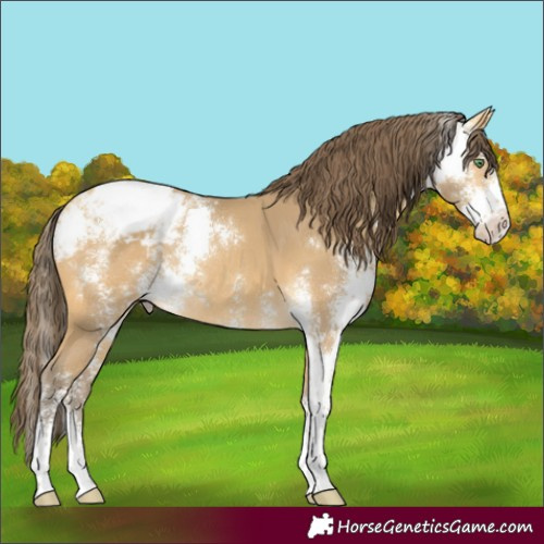 Horse Color:Amber Cream Champagne Sabino Appaloosa Rabicano