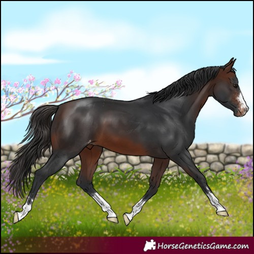 Horse Color:Brown Blanket