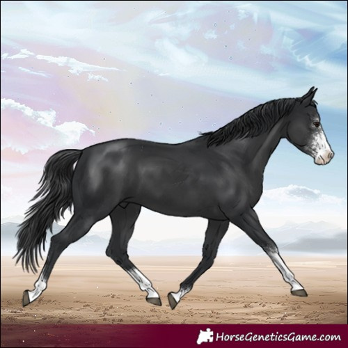 Horse Color:Black Sabino 