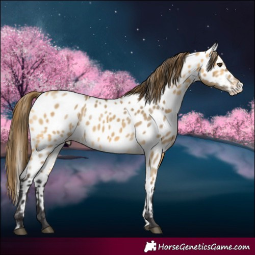 Horse Color:Buckskin Dun Appaloosa
