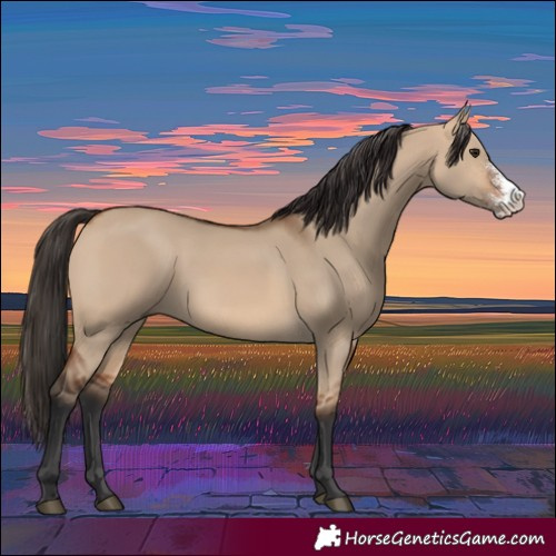 Horse Color:Bay Dun Sabino
