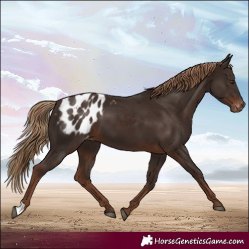 Horse Color:Liver Chestnut Blanket