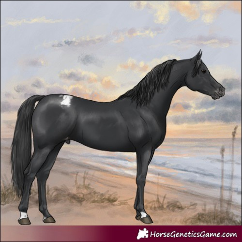Horse Color:Black Varnish