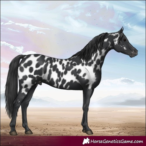 Horse Color:Black Near Leopard