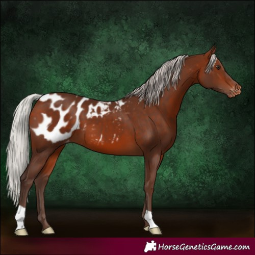 Horse Color:Silver Brown Appaloosa 