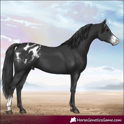 Horse Color:Black Sabino Blanket
