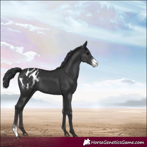Horse Color:Black Sabino Appaloosa 