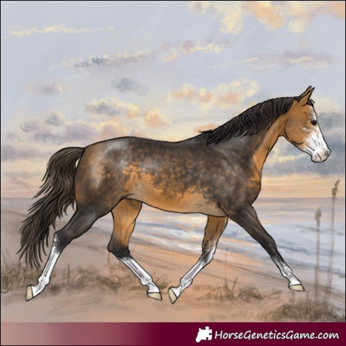 Horse Color:Buckskin Sabino