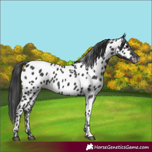 Horse Color:Black Appaloosa 
