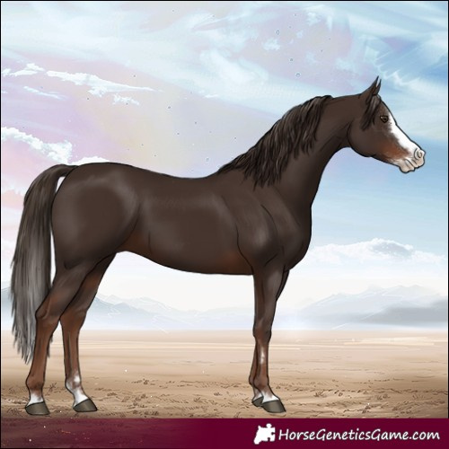 Horse Color:Liver Chestnut Splash 