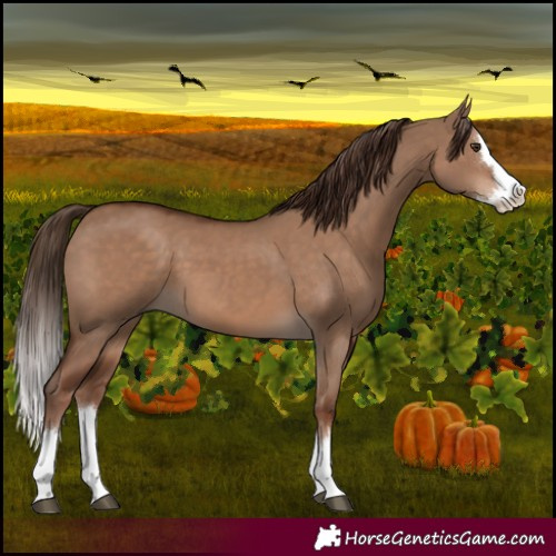 Horse Color:Liver Red Dun Splash 