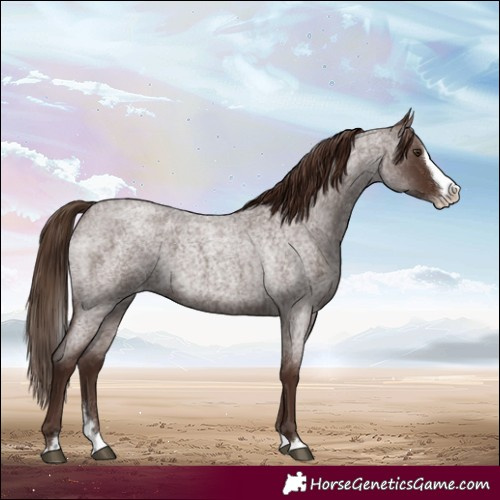 Horse Color:Liver Red Roan Splash Appaloosa