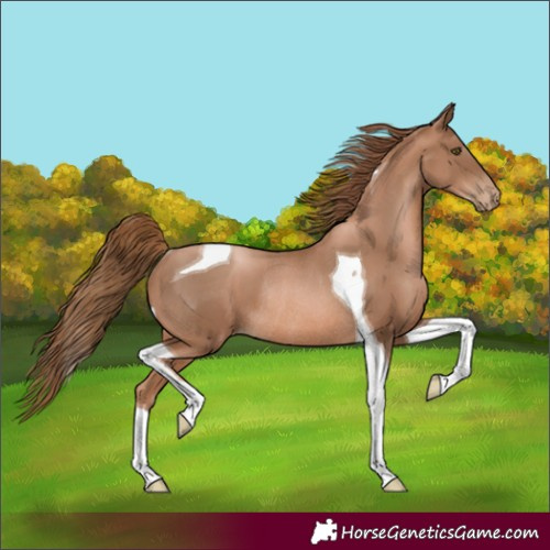 Horse Color:Liver Chestnut Pearl Tobiano Rabicano 