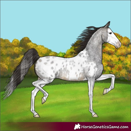 Horse Color:Buckskin Roan Splash Blanket 
