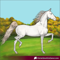 Horse Color:Amber Cream Champagne Pearl Dun Varnish 