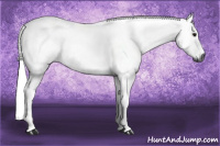 Horse Color:Gray Bay 