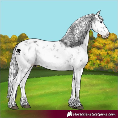 Horse Color:Unknown 