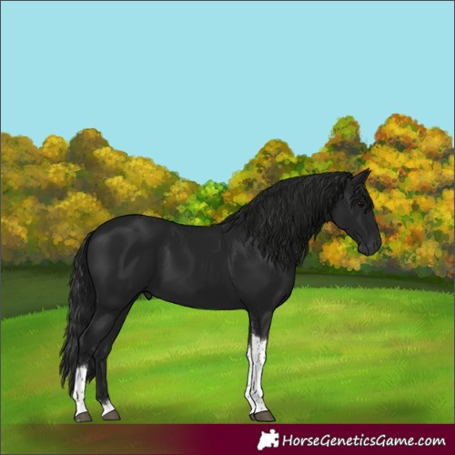 Horse Color:Gray Black Tobiano 